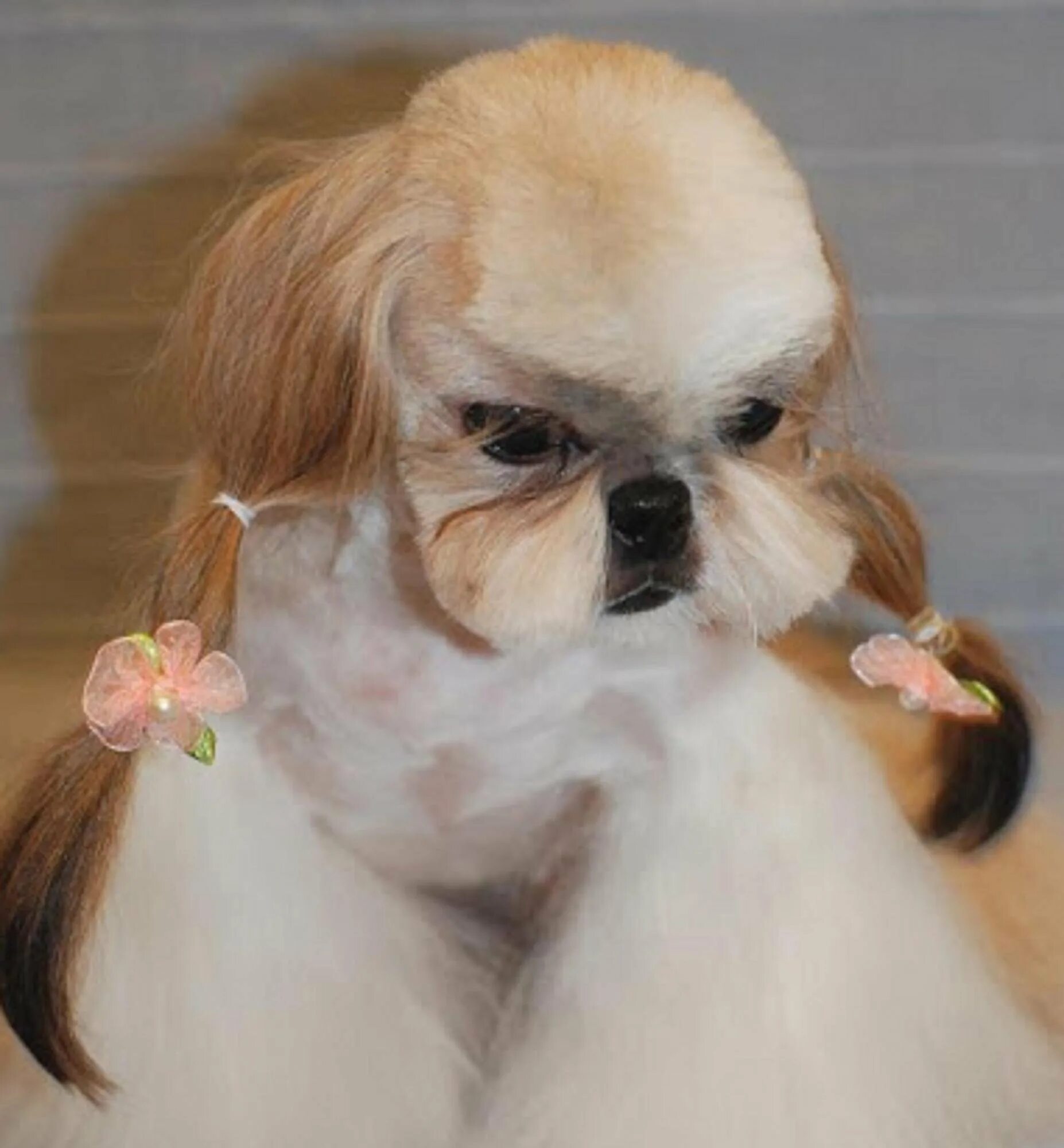 Ши-тцу. Ши-тцу собака стрижка. Ши тцу корейская стрижка. Ши-тцу собака стрижка. Ши-тцу.