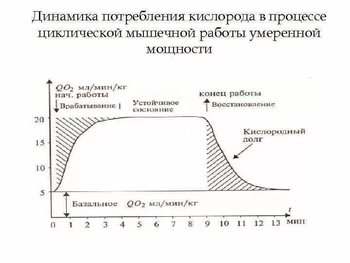 При физических нагрузках потребление кислорода. При физических нагрузках потребление кислорода