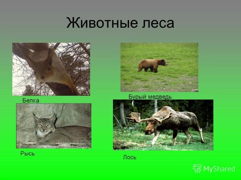Животные леса проект 3 класс Приспособление животных в лесах Shtampik.com
