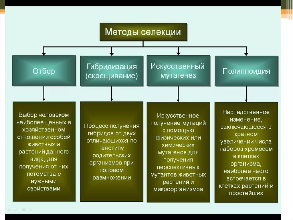 Методы селекции растений схема. Современные методы селекции. Методы селекции растений искусственная гибридизация. Методы селекции гибридизация мутагенез полиплоидия. Массовый отбор гибридов