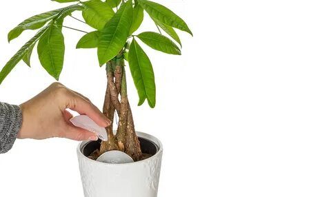 Money tree plant