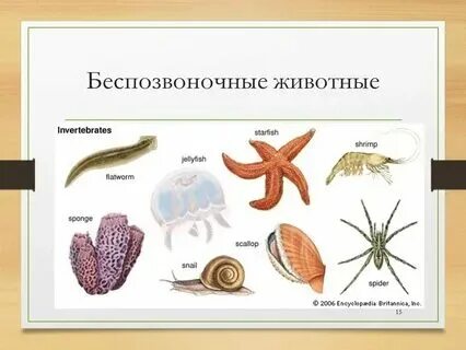 Приведите по три примера беспозвоночных животных Картинки ПРИВЕДИТЕ ПО ТРИ ПРИМЕРА БЕСПОЗВОНОЧНЫХ ЖИВОТНЫХ МОЛЛЮСКИ