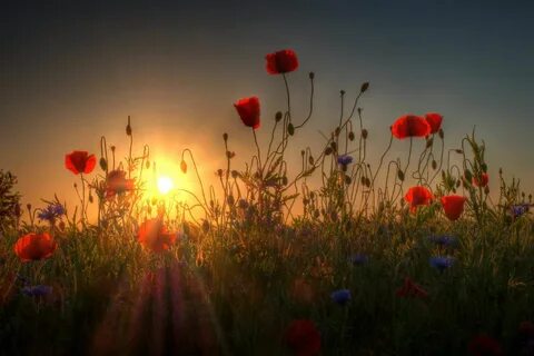 Evening flowers