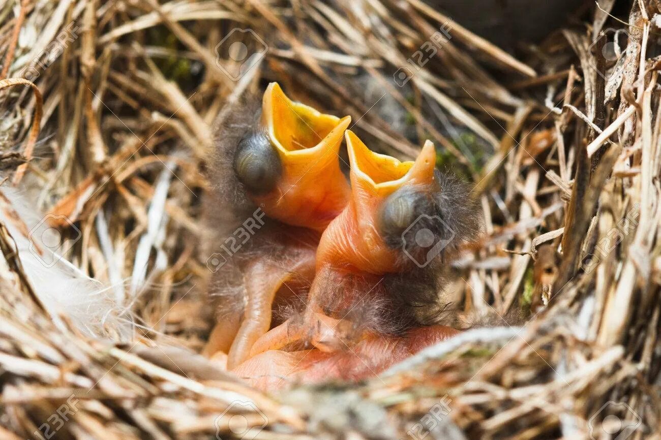 В 1 гнезде 3 птенца. Голодные птенцы. Голодные птенцы в гнезде. Птенец с желтым ртом. Птенцы с открытыми ртами.