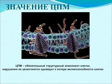 Цпм это