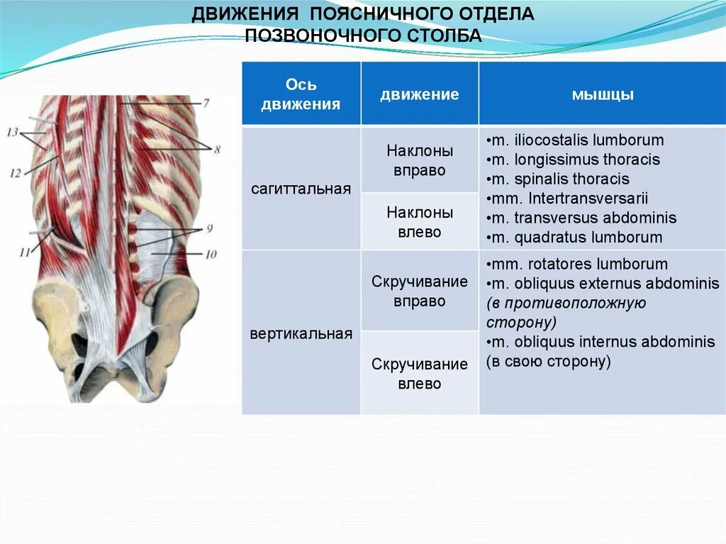 Мышцы действующие на Позвоночный столб. Мышцы осуществляющие движение позвоночного столба. Мышцы производящие движения в поясничном отделе позвоночного столба. Мышцы действующие на поясничный отдел позвоночника. Движения поясничного отдела позвоночника