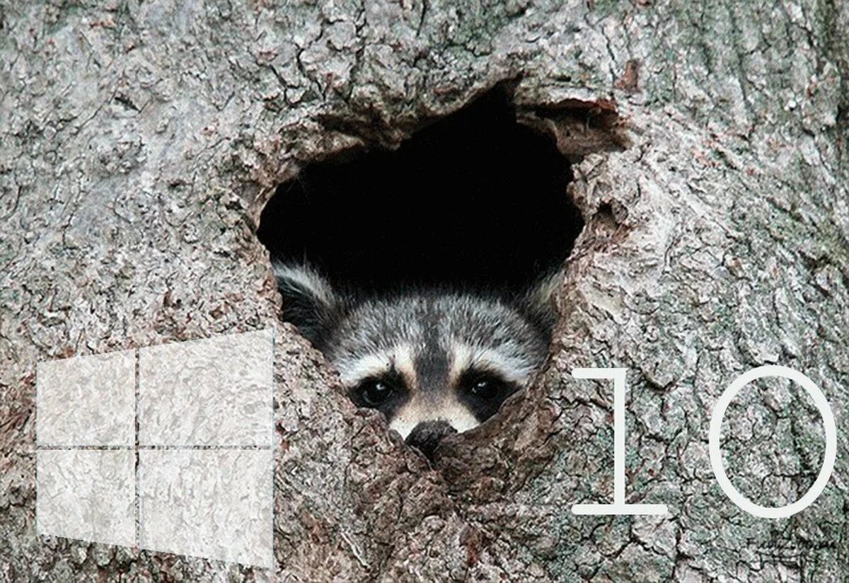 Дыра енота. Енот. Зад енота. Енот застрял. Дыра енота.