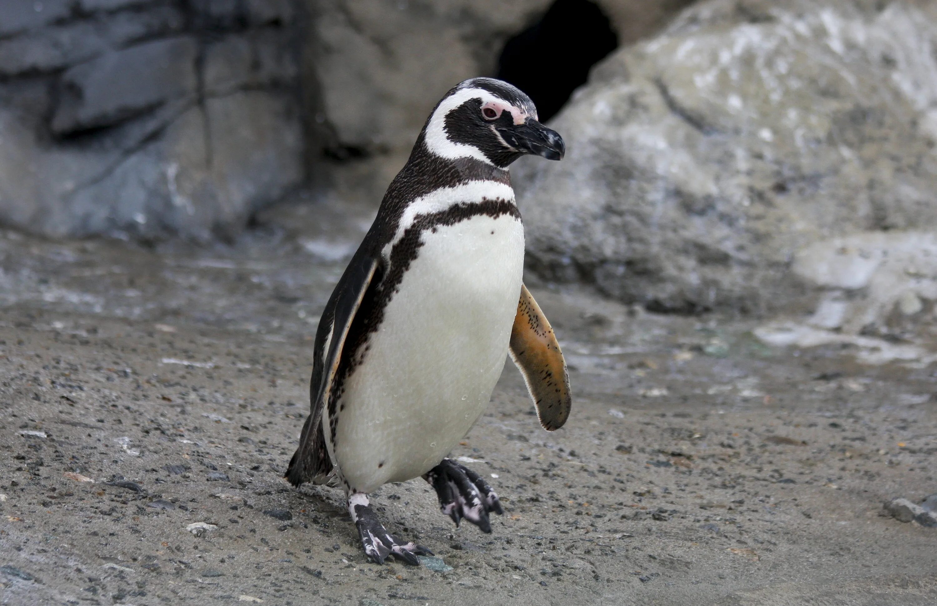 Пингвин гумбольдта. Магелланов Пингвин. Spheniscus magellanicus. Пингвин Гумбольдта Чили.