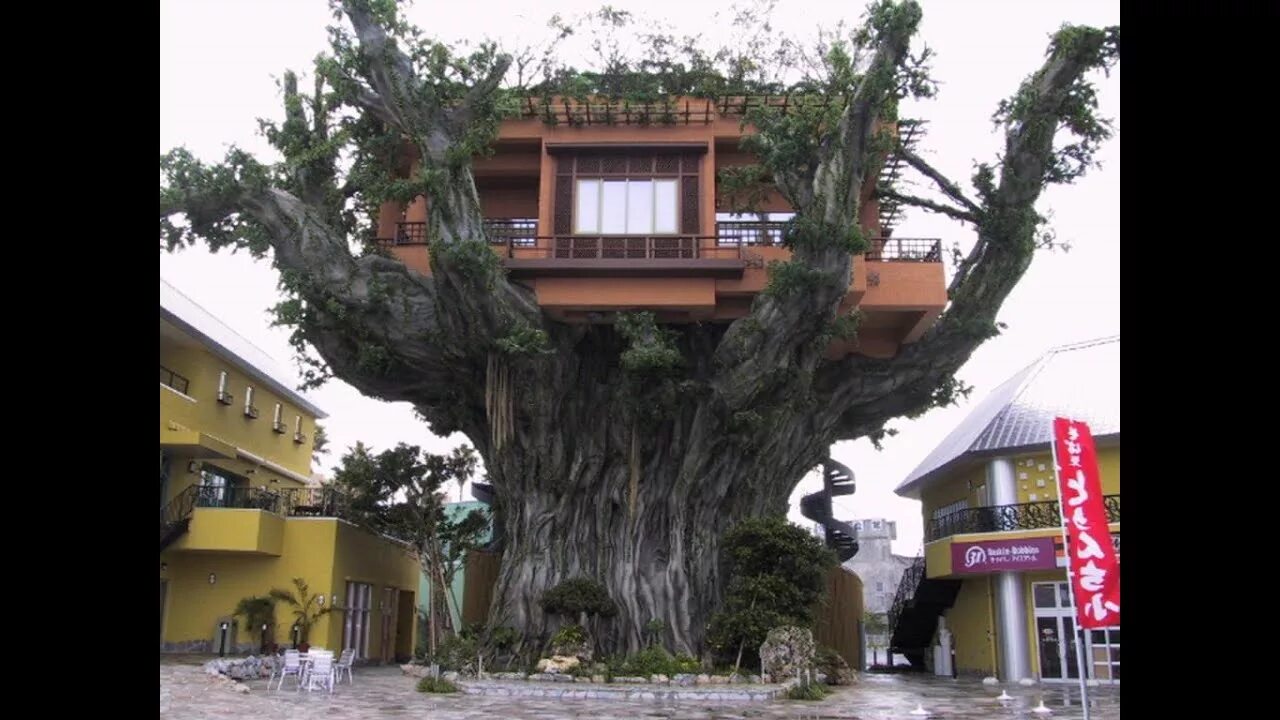 The home in the tree