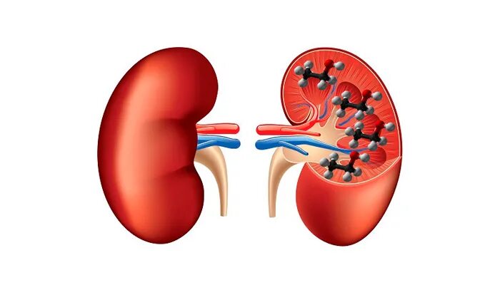 Продукт распада почек. Почки вектор. Почки на белом фоне.