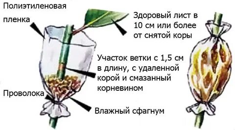 Как укоренить черенки яблони