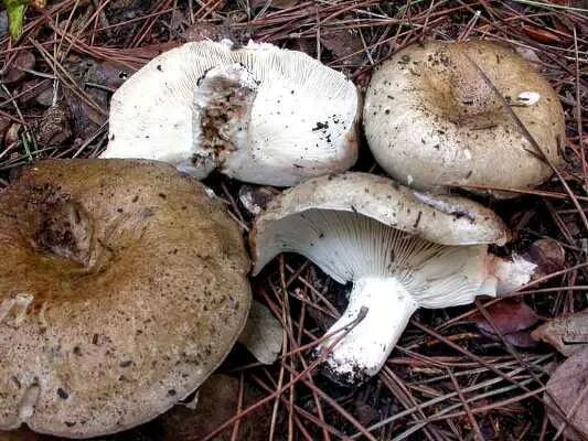 Подгруздок чернеющий (Russula nigricans): фото, описание и как готовить этот гри