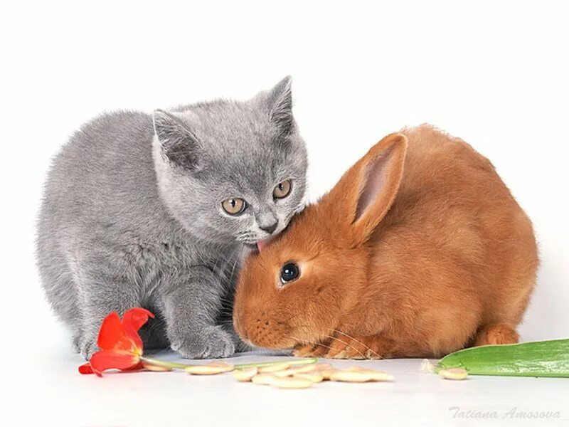 Рожденный год кота. Кролик и кошка. Котята и крольчата. Зайчик и котенок. Кролик и кошка вместе.