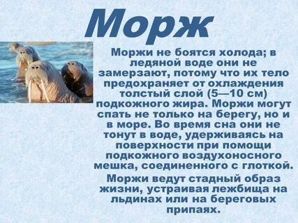 Сообщение о морже 4 класс окружающий мир