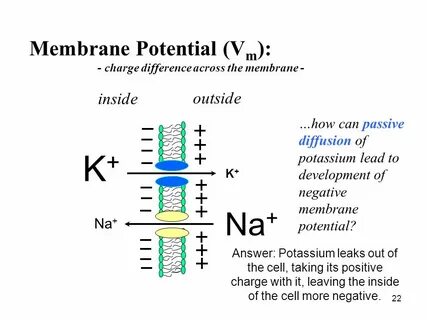 Has potentials