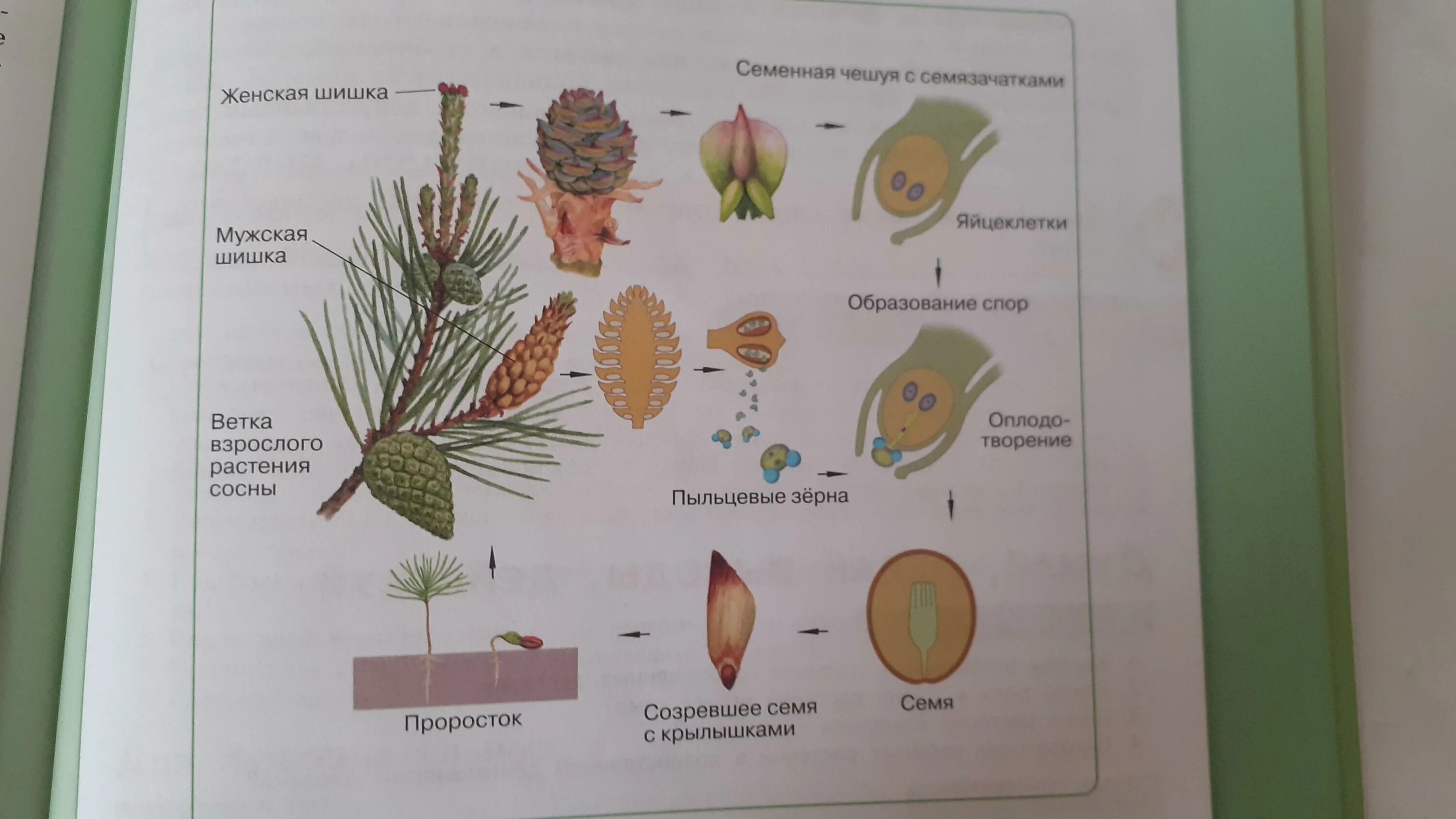 Схема цикла развития голосеменных на примере сосны Картинки ЖИЗНЕННЫЙ ЦИКЛ СОСНЫ КРАТКО