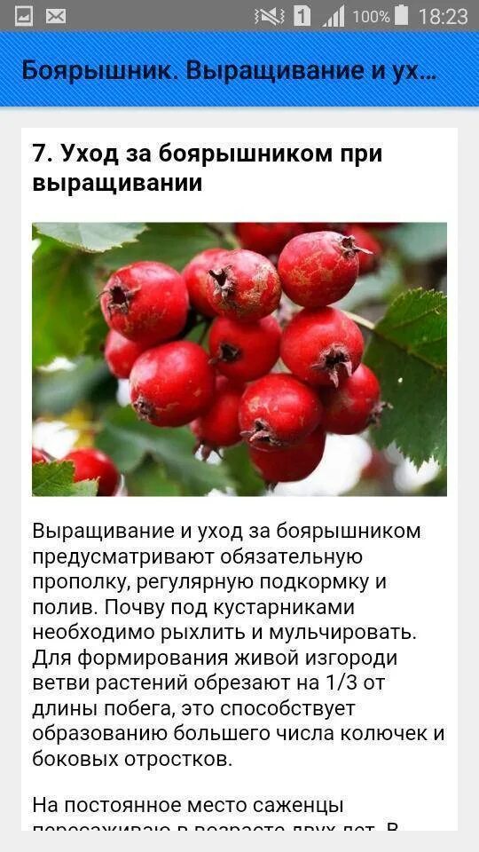 Для чего используется боярышник. Плоды боярышника описание. лист боярышника классификация. боярышник семейство род вид. боярышник это дикорастущее или культурное растение.