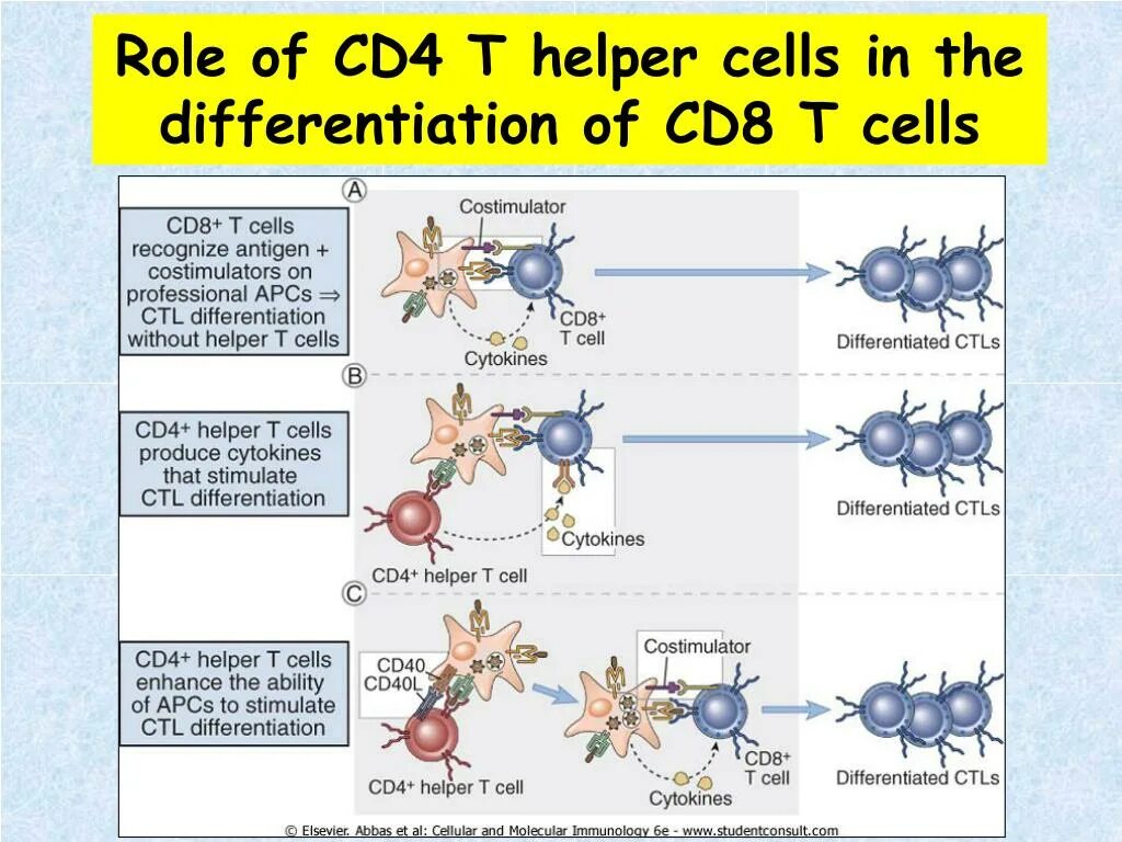 Клетки т 8. Cd8 t Cells. Cd8 т-клетки, cd4 т-клетки. Cd4 and cd8 t Cells. Cd4- или cd8-пути т-клеточного ответа.