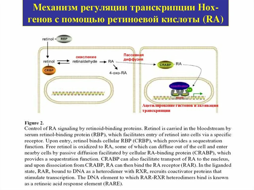 Hen транскрипция. Механизмы регуляции транскрипции. Нох гены. Активация транскрипции генов. Механизм действия активаторов транскрипции.