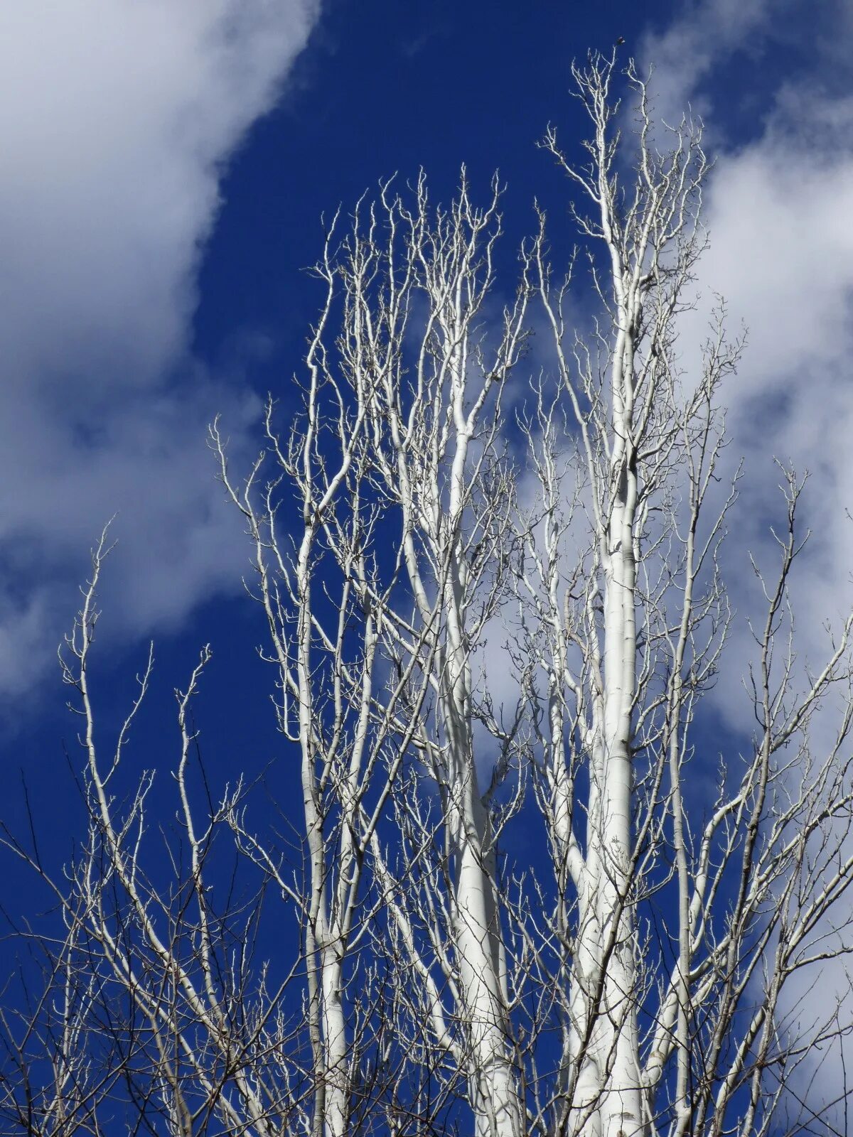 Березки лед. Тополь белый серебристый. Тополь дерево. Populus Alba.
