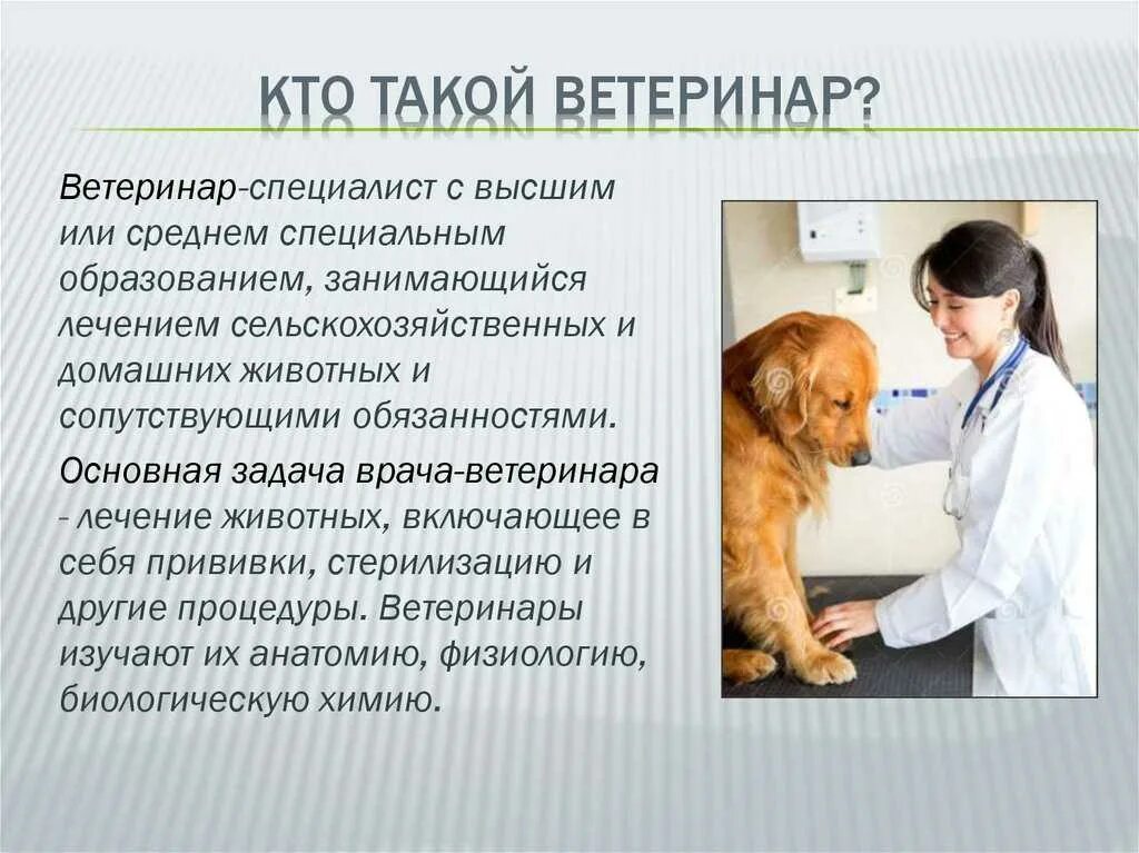 Какое оборудование использует в работе ветеринар. Сообщение о ветеринаре. профессия ветеринар. профессия ветеринар описание. сообщение о профессии ветеринар.