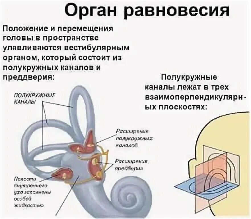 Расстройство вестибулярного аппарата. Вестибулярный аппарат строение анатомия. Строение анализатора органа равновесия. Вестибулярный аппарат внутреннего уха строение. Схема анализатора органа равновесия.