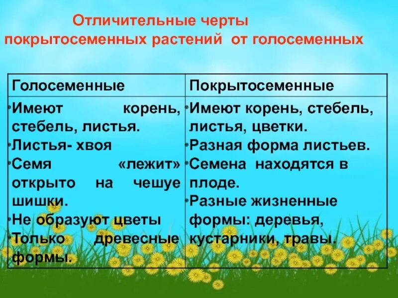 Покрытосеменные перечислить. Голосеменные и Покрытосеменные. Голосеменные растения и Покрытосеменные растения. Голосеменные и Покрытосеменные растения примеры. Отличительные черты покрытосеменных растений от голосеменных.