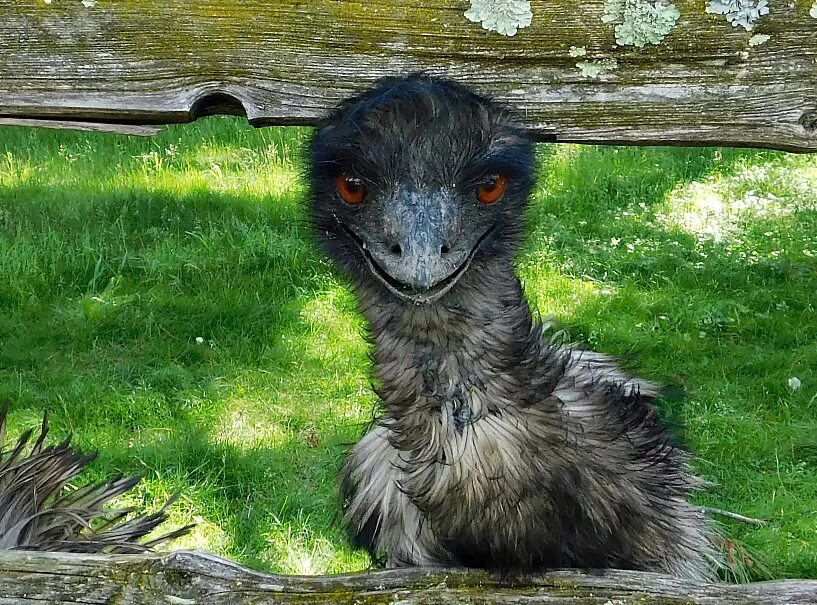 Эму птица из пластилина. Черный страус. Чёрный эму. Уж эму. Змея эму.