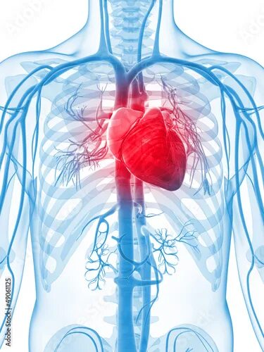 Сердечно сосудистая система. Kardioloq. Cardiac diseases. Фон для презентации кардиология. Cardiac diseases.
