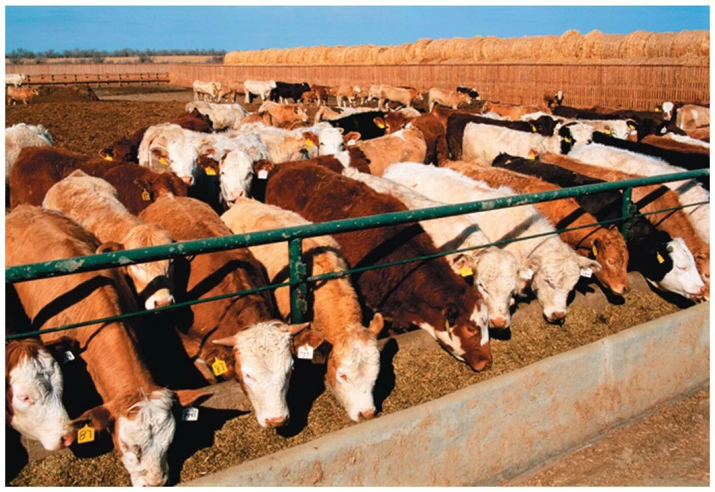 Feedlot изображение. Feed lot. Feed lot. Фидлот сша. Cattle feedlots.