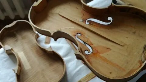 Из какого дерева делают скрипки