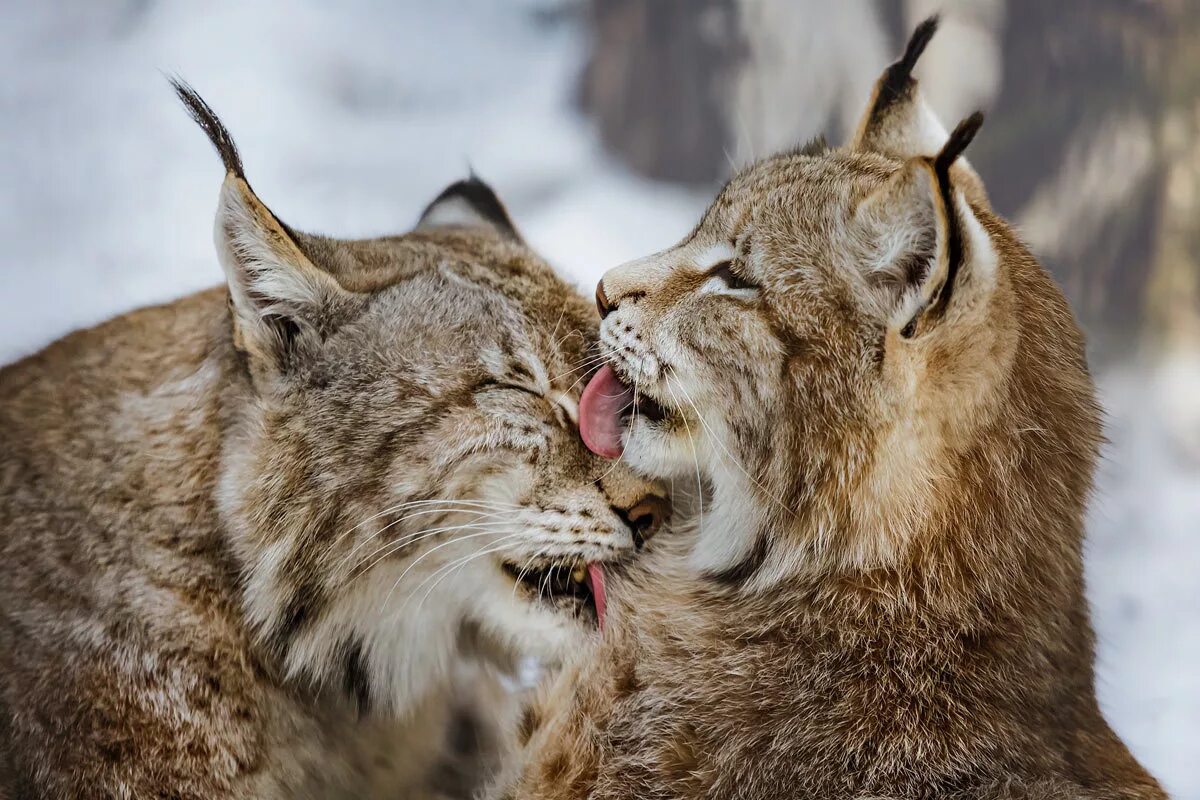 кошка лижется. кот целует. рыси любовь. женский поцелуй. животные любовь.