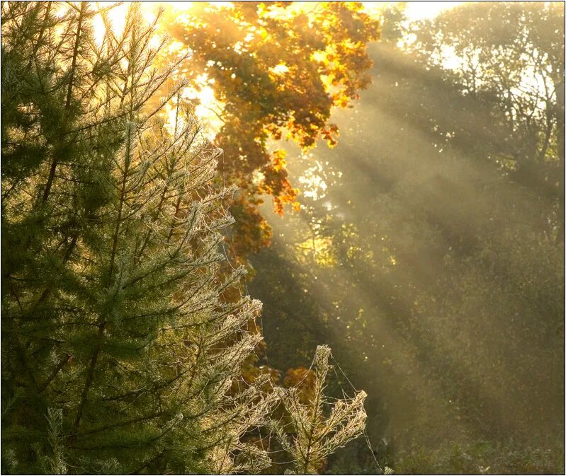 Листопад и женщина. Осень ветер. Осень это ты. Паутинка осенью. Бабье лето женщина.