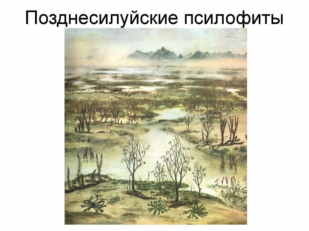 Когда появились 1 растения. Силурийский период псилофиты. палеозойская эра псилофиты. псилофиты девона. силур эра растения.