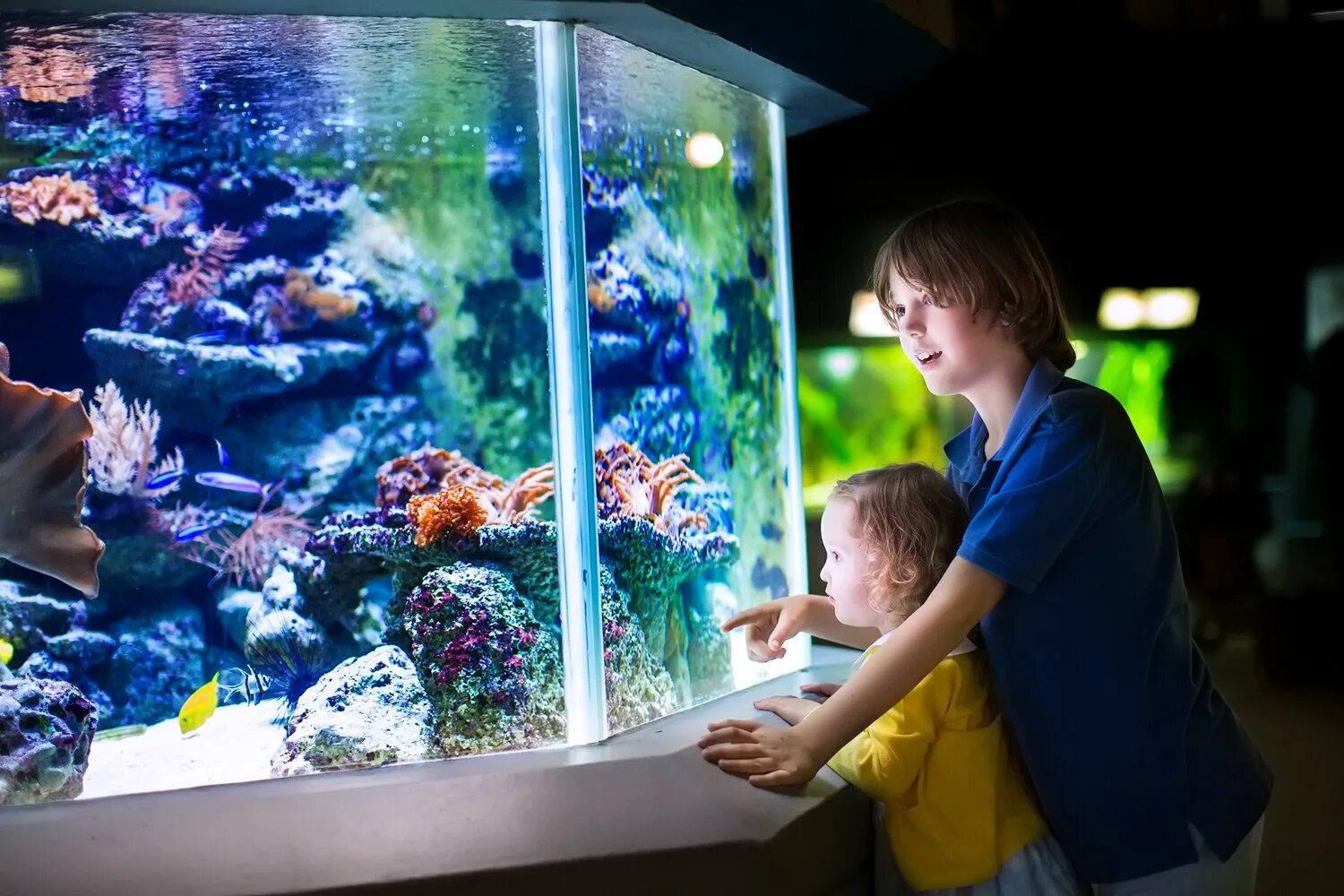 Аквариум aquarium. Рыбки для аквариума. Аквариум для детей. Большой аквариум с рыбками. Аквариумы в зоопарке.