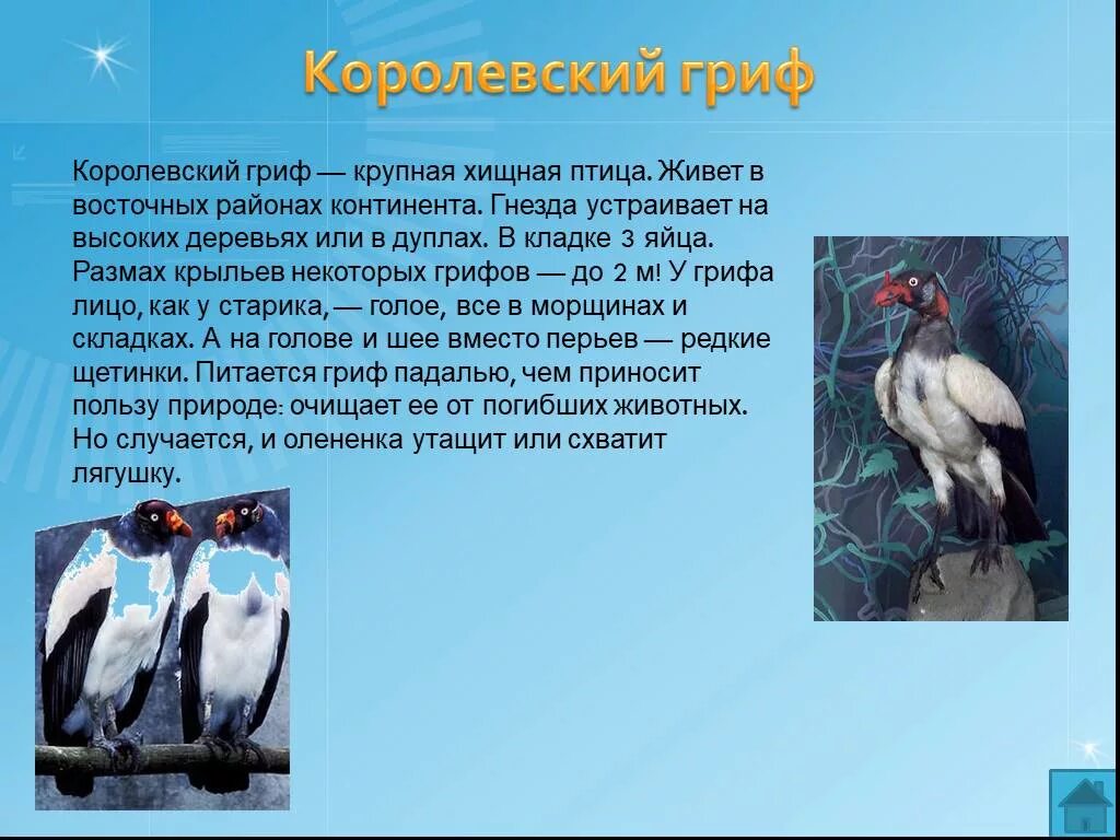 Животные америки презентация. Вискаша в южной америке. Сообщение о животных южной америки. Животные южной америки 7 класс география. Животные южной америки 7 класс география.