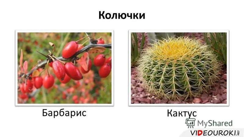 Какая из представленных колючек является