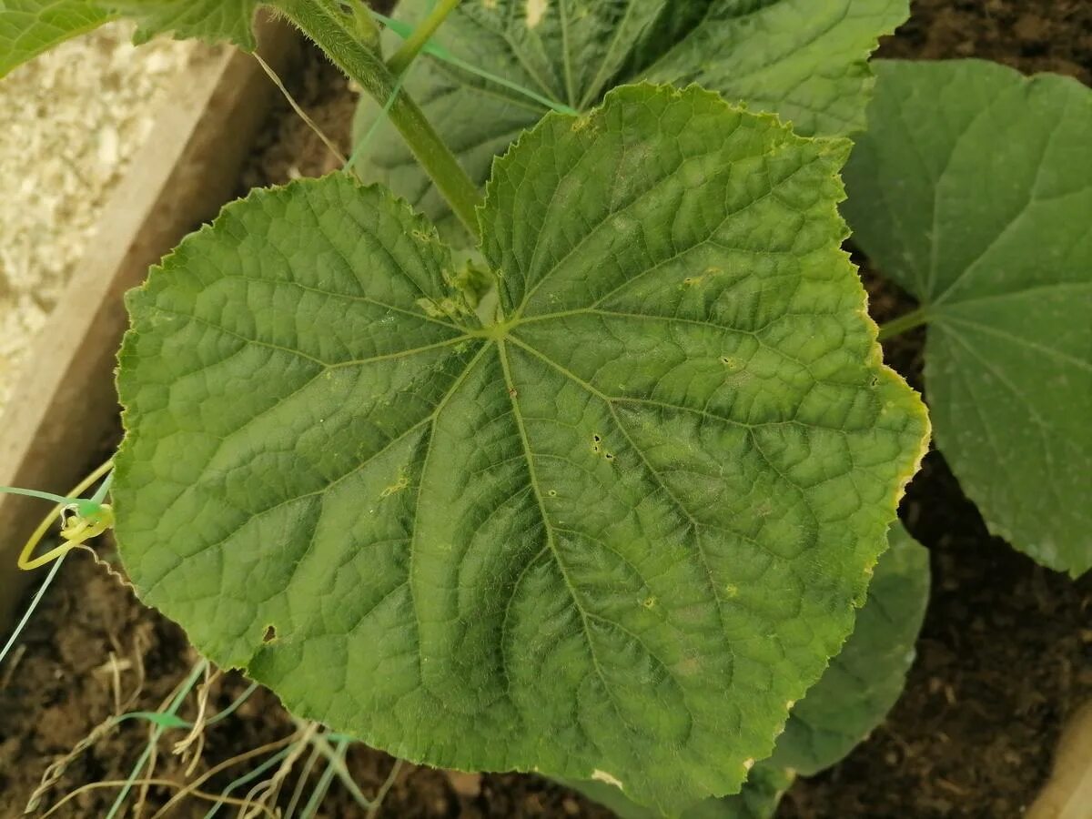 Листья огурцов в дырках. Листья огурцов в дырках. Лист огурца в дырочках. Листья огурцов в дырках. Пероноспороз рассады огурцов.