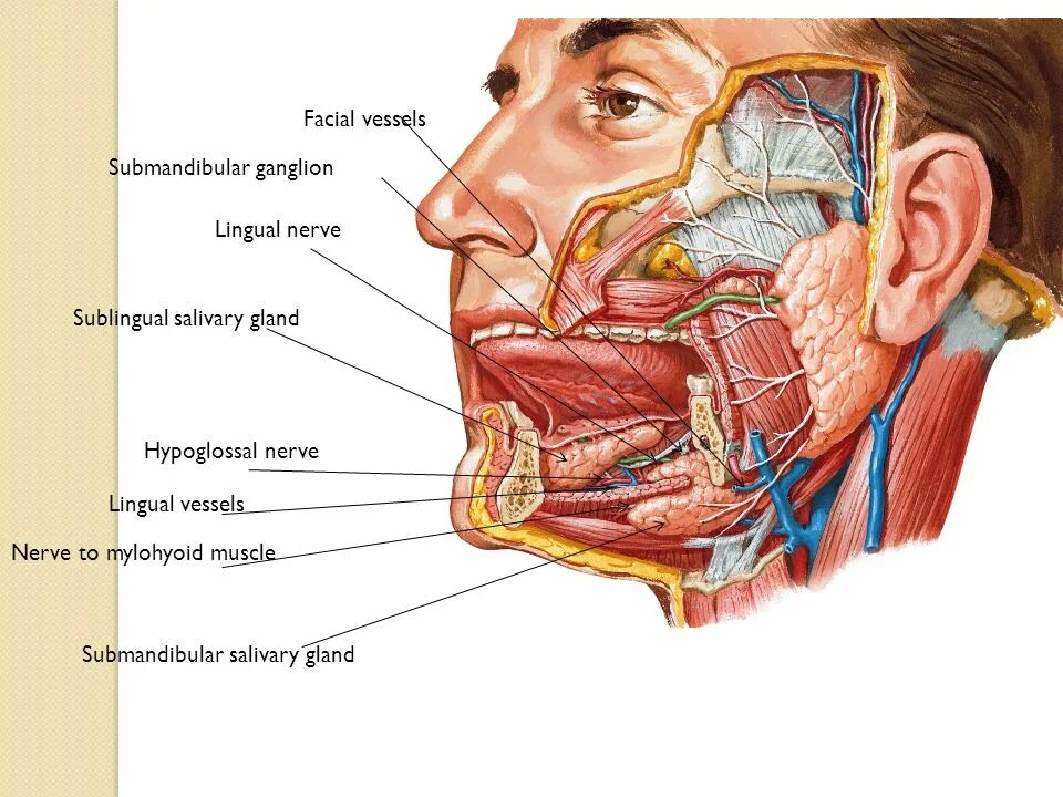 Строение околоушной железы. Околоушная слюнная железа хирургия. Подчелюстная слюнная железа анатомия. Припухлость околоушной железы. Подчелюстные слюнные железы расположение.