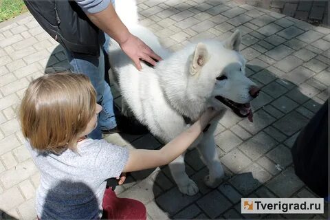 Собаки в добрые руки в твери