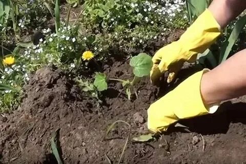 Рассада кабачки помидоры