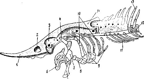 Скелет осетровых рыб. Скелет осетровых рыб. Схема обработки осетровых рыб. Корейский осётр. Внешнее и внутреннее строение осетровых рыб.