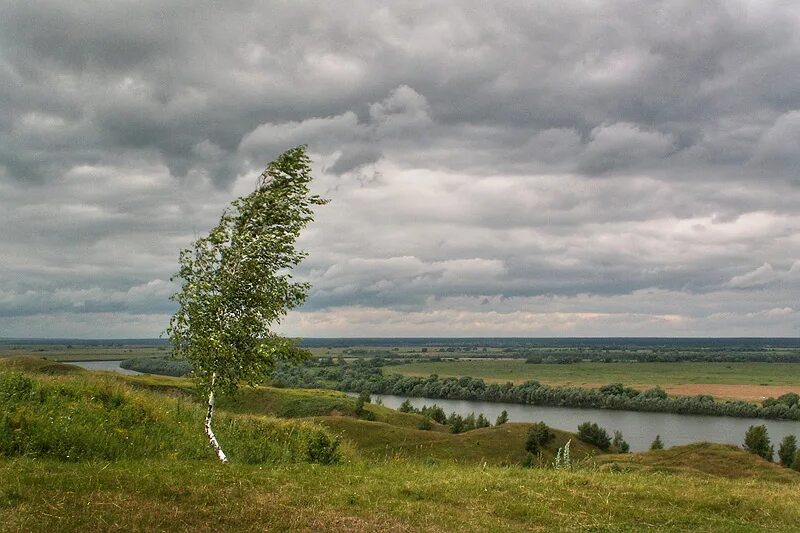 Березка гнется. Ветер фото. Березка склонилась. Береза гнущееся от ветра. Ветер гнет березу.