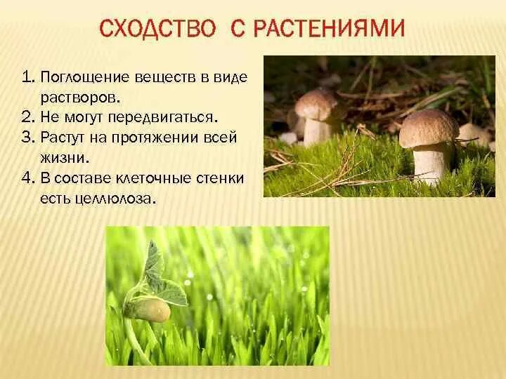 Признаки отличающие грибы от животных. Признаки отличающие грибы от животных