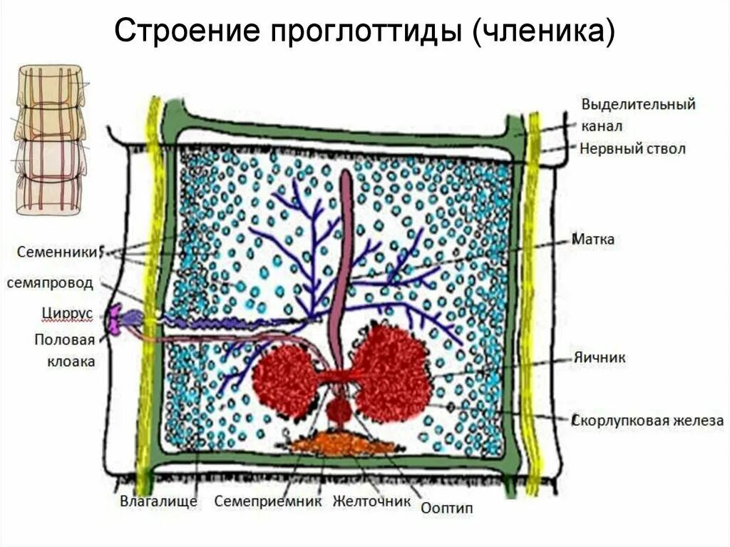 Членики маленьких мальчиков. Членики маленьких мальчиков. Строение членика. Членики маленьких мальчиков. Членики маленьких мальчиков.