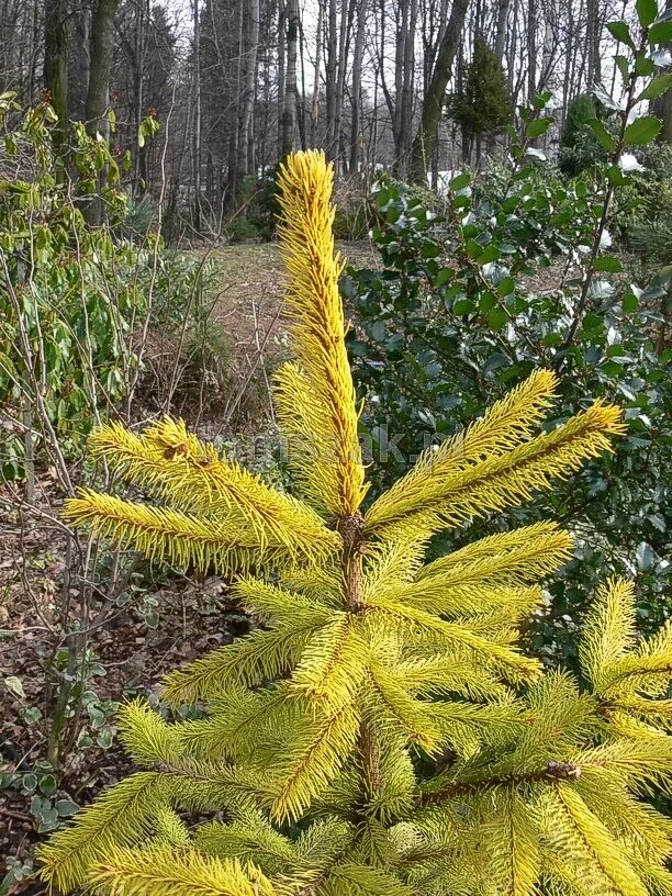 Picea aurea. Ель обыкновенная ауреа магнифика. ель обыкновенная aurea. ель обыкновенная ауреа. ель обыкновенная magnifica aurea.