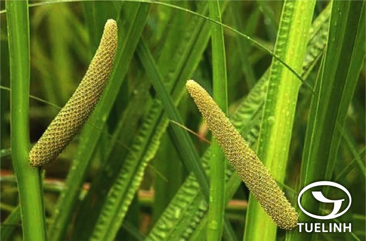 Аир соцветие. Аир болотный (acorus calamus). аир обыкновенный - acorus calamus. аир болотный соцветие. аир обыкновенный или болотный.