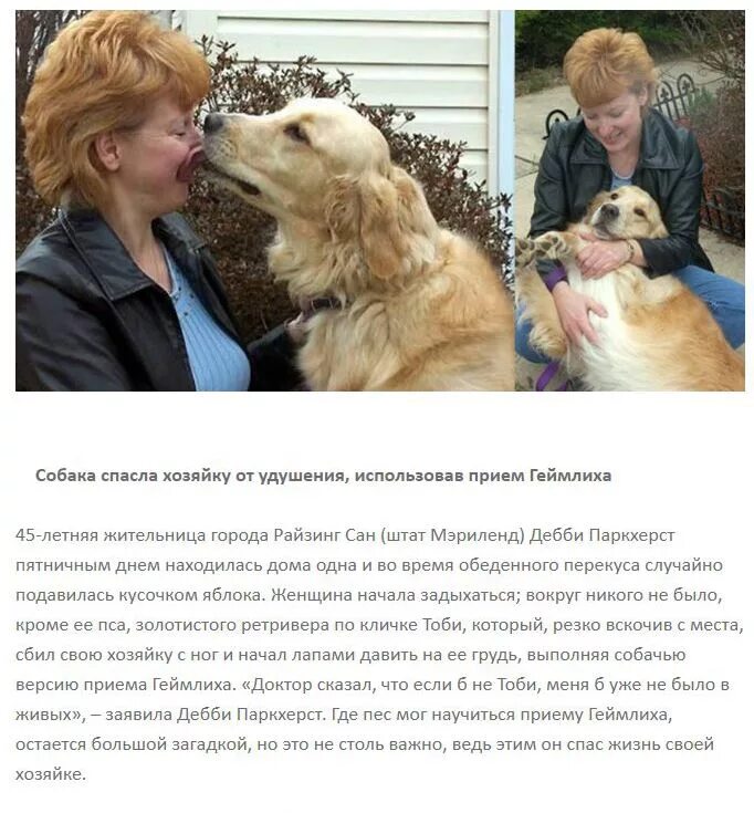 Animal рассказы. Рассказ про спасение животных человеком. Случаи спасения людей животными. Рассказы о животных которые спасли человека. Истории спасения животных людьми.