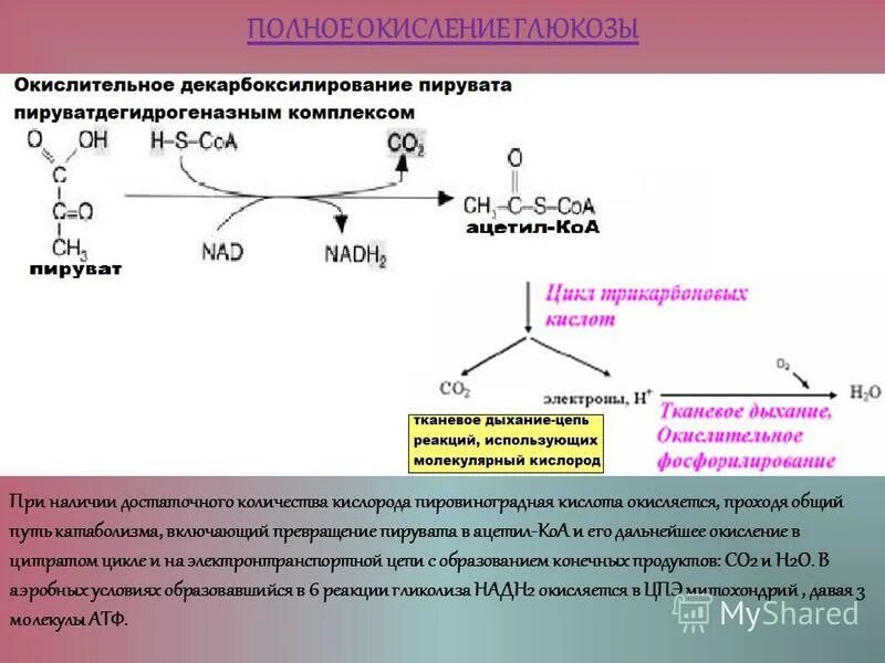 Пируват окислительное декарбоксилирование. Реакция окислительного декарбоксилирования пировиноградной кислоты. Суммарная реакция окислительного декарбоксилирования ПВК. Превращение ацетил коа