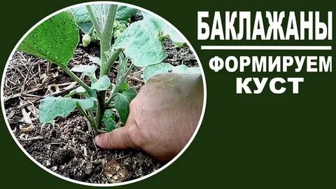 Как формировать баклажаны